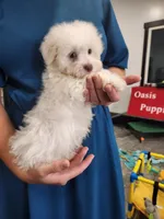 Feta, a male Havanese for sale in Sugarcreek, OH – 4 of 7