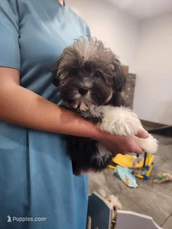 AUDREY – Havanese puppy for sale in Sugarcreek, OH