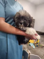 AUDREY, a female Havanese for sale in Sugarcreek, OH – 1 of 8