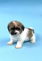 ZACHARY, a male Havanese for sale in Sugarcreek, OH – Photo 2 of 4