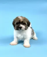 ZACHARY, a male Havanese for sale in Sugarcreek, OH – Photo 3 of 4