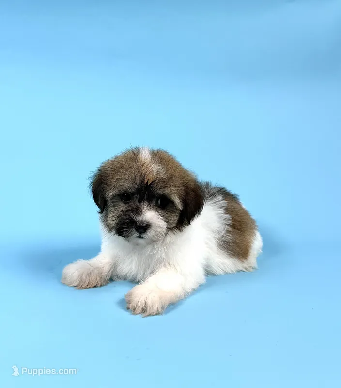 ZACHARY – Havanese puppy for sale in Sugarcreek, OH