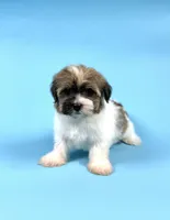 ZACHARY, a male Havanese for sale in Sugarcreek, OH – Photo 4 of 4