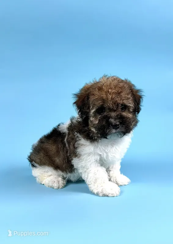 DEXTER – Havanese puppy for sale in Sugarcreek, OH
