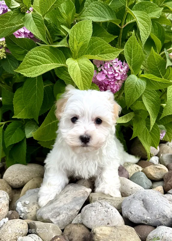 Froyo – Havanese puppy for sale in Sugarcreek, OH