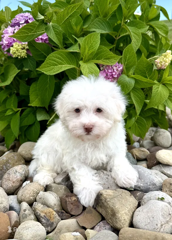 Feta – Havanese puppy for sale in Sugarcreek, OH