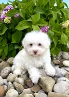 Feta, a male Havanese for sale in Sugarcreek, OH – 1 of 7