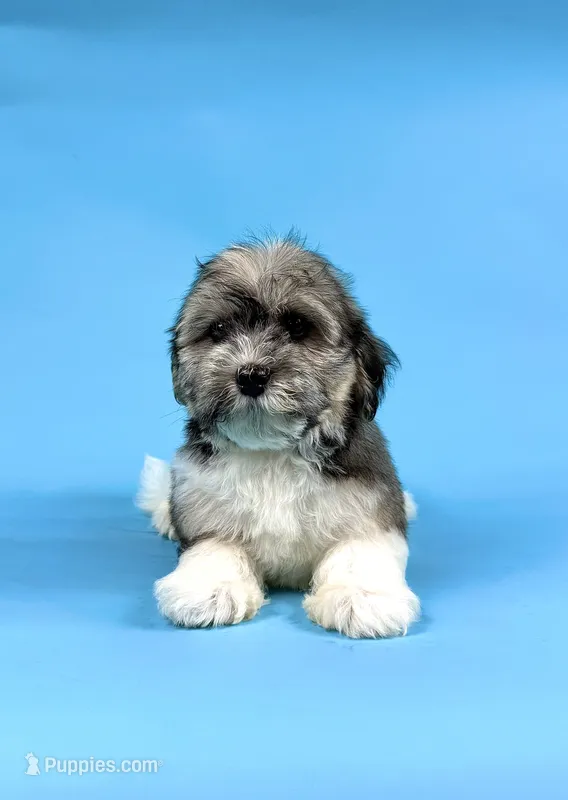 ELMO – Havanese puppy for sale in Sugarcreek, OH