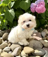 Frosting , a female Havanese for sale in Sugarcreek, OH – 8 of 8