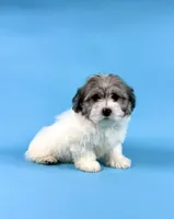 EDISON, a male Havanese for sale in Sugarcreek, OH – 3 of 4