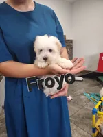 Froyo, a male Havanese for sale in Sugarcreek, OH – 2 of 3