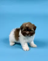 YALE, a male Havanese for sale in Sugarcreek, OH – Photo 4 of 6