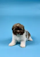 YALE, a male Havanese for sale in Sugarcreek, OH – Photo 3 of 6