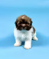 YALE, a male Havanese for sale in Sugarcreek, OH – Photo 1 of 6