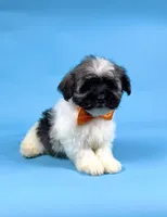 ELSA, a female Havanese for sale in Sugarcreek, OH – 3 of 4