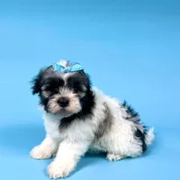 Veronica, a female Havanese for sale in Sugarcreek, OH – Photo 1 of 6