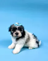 processed/e1777579-fe85-4f73-a851-5f8d748e15b2/listing/68a57b4f-d8e6-442f-ac43-df32bdf74d14/17e41be5-1e12-43d0-b108-277a1986b945