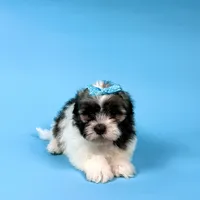 Veronica, a female Havanese for sale in Sugarcreek, OH – Photo 3 of 6