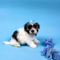 Veronica, a female Havanese for sale in Sugarcreek, OH – Photo 2 of 6