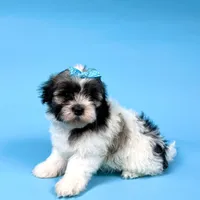 Veronica, a female Havanese for sale in Sugarcreek, OH – Photo 4 of 6