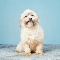 Veronica, a female Havanese for sale in Sugarcreek, OH – Photo 5 of 6