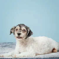 Veronica, a female Havanese for sale in Sugarcreek, OH – Photo 6 of 6