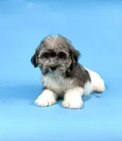 ELMO, a male Havanese for sale in Sugarcreek, OH – 3 of 4