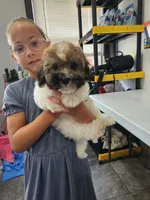 DRAKE, a male Havanese for sale in Sugarcreek, OH – 9 of 9