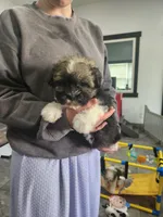 AUDREY, a female Havanese for sale in Sugarcreek, OH – 2 of 8