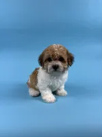 DALLAS, a male Havanese for sale in Sugarcreek, OH – 4 of 4