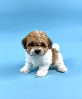 DALLAS, a male Havanese for sale in Sugarcreek, OH – 3 of 4