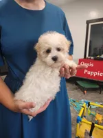Frosting , a female Havanese for sale in Sugarcreek, OH – 3 of 3