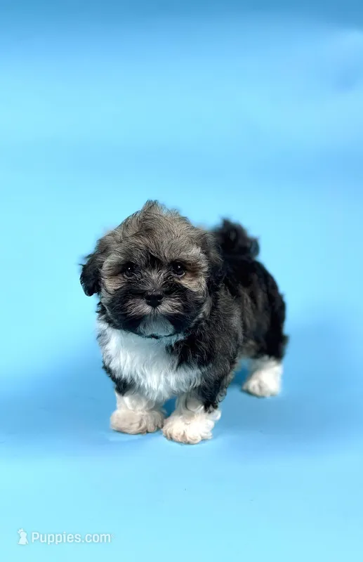 ADELINE – Havanese puppy for sale in Sugarcreek, OH