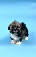 ADELINE, a female Havanese for sale in Sugarcreek, OH – Photo 1 of 5