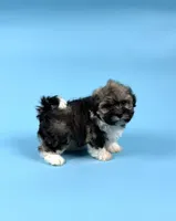 ADELINE, a female Havanese for sale in Sugarcreek, OH – Photo 3 of 5