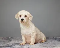 ADELINE, a female Havanese for sale in Sugarcreek, OH – Photo 4 of 5