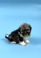 ADELINE, a female Havanese for sale in Sugarcreek, OH – Photo 2 of 5