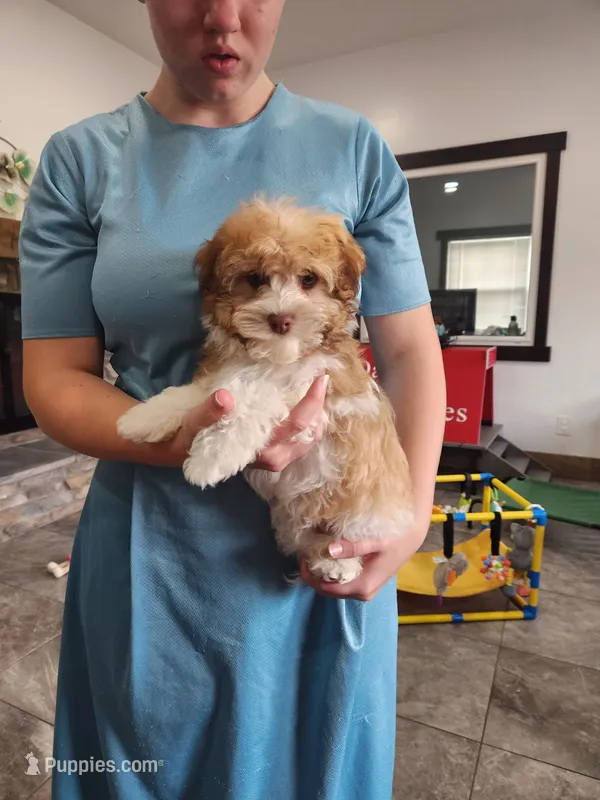 YURI – Havanese puppy for sale in Sugarcreek, OH