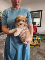 YURI, a male Havanese for sale in Sugarcreek, OH – 1 of 6