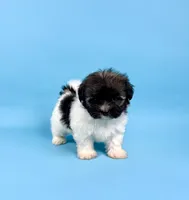 BISCUIT, a male Havanese for sale in Sugarcreek, OH – 4 of 6
