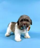 ESTELLA, a female Havanese for sale in Sugarcreek, OH – 2 of 4