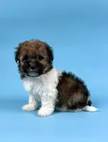 DEXTER, a male Havanese for sale in Sugarcreek, OH – 2 of 4
