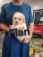 Flan, a male Havanese for sale in Sugarcreek, OH – 2 of 6