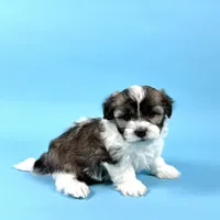 WENDELL, a male Havanese for sale in Sugarcreek, OH – Photo 4 of 7