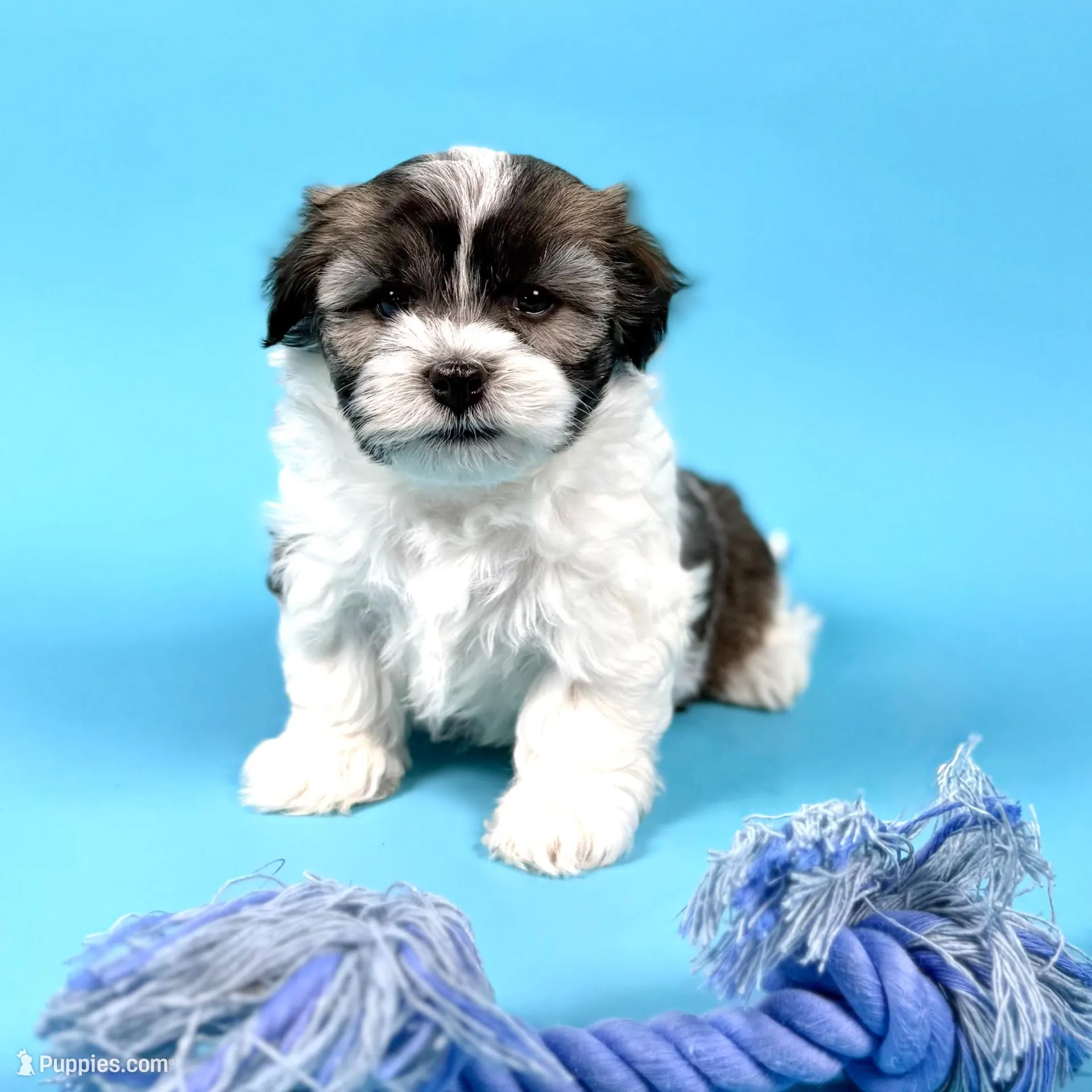 WENDELL, a male Havanese for sale in Sugarcreek, OH – Photo 3 of 7