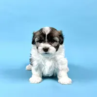 WENDELL, a male Havanese for sale in Sugarcreek, OH – Photo 2 of 7