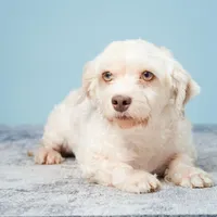 WENDELL, a male Havanese for sale in Sugarcreek, OH – Photo 5 of 7