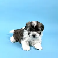 WENDELL, a male Havanese for sale in Sugarcreek, OH – Photo 1 of 7