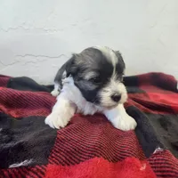 WENDELL, a male Havanese for sale in Sugarcreek, OH – Photo 7 of 7