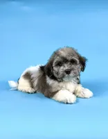 ELMO, a male Havanese for sale in Sugarcreek, OH – 4 of 4
